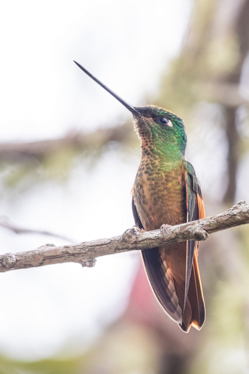 Merida Starfrontlet - Jhonathan Miranda - Wandering Venezuela Birding Expeditions