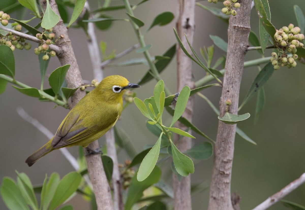 Southern Yellow White-eye - John Sterling