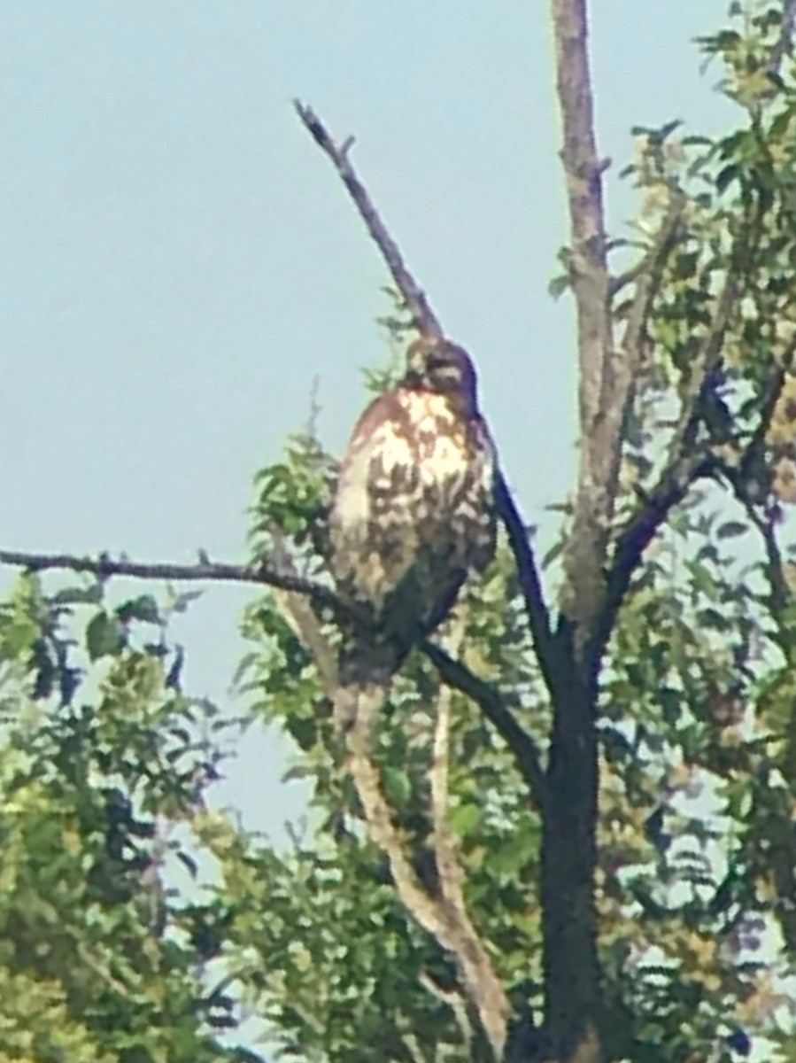 Buteo sp. - ML223923451