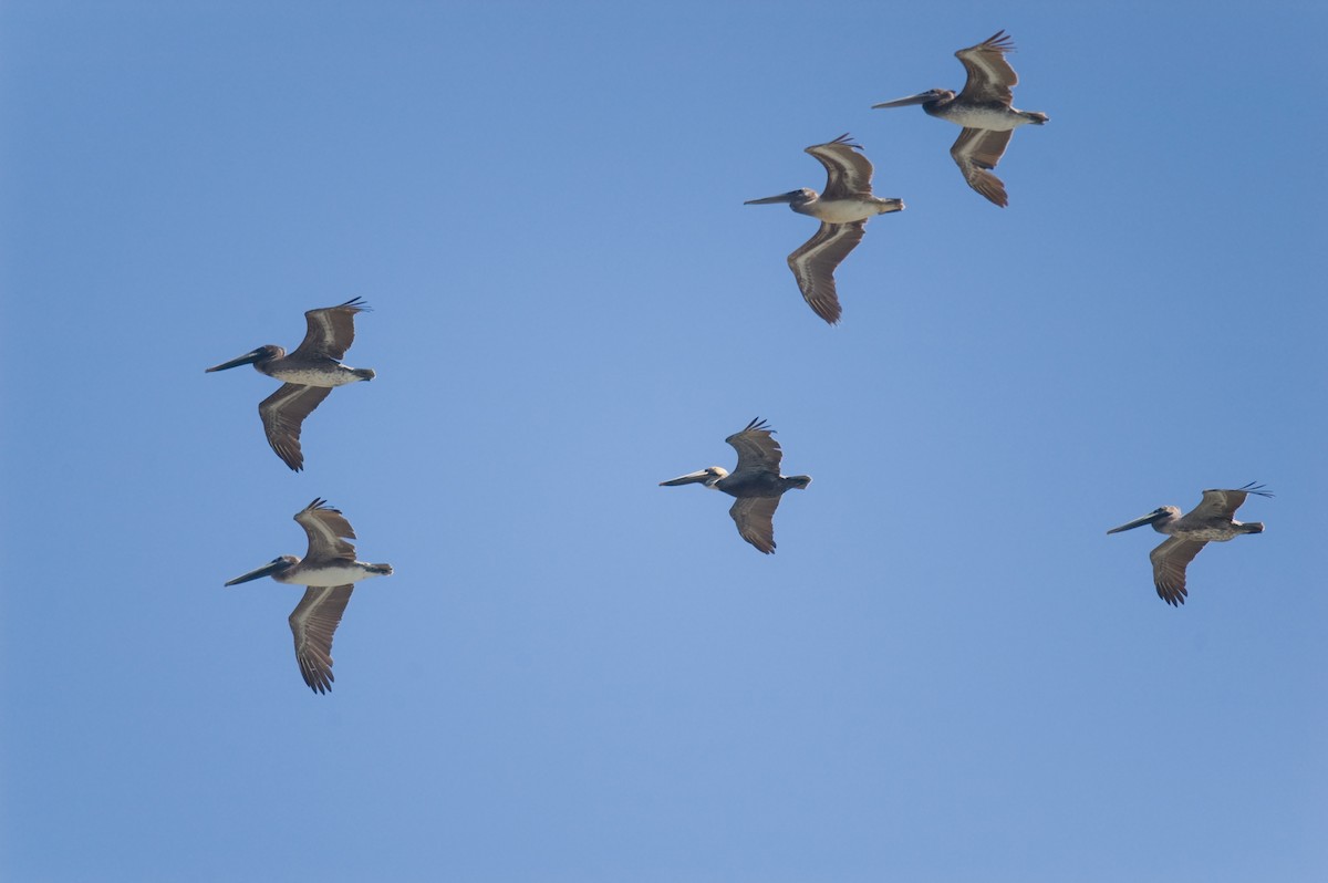 Brown Pelican - ML22392431