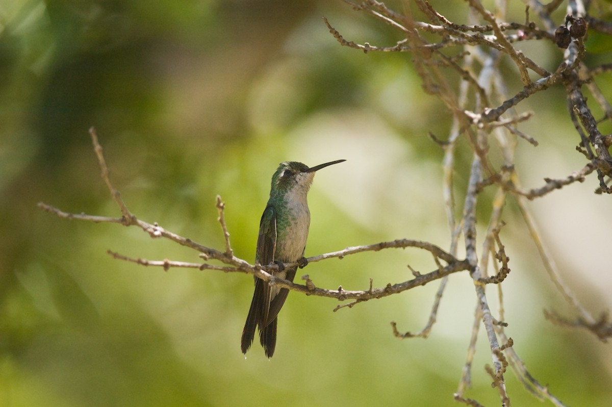 kolibřík kubánský - ML22392441