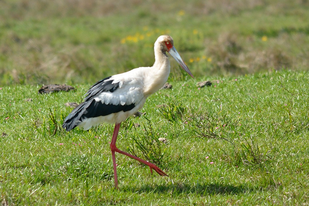 Maguari Stork - ML223924621