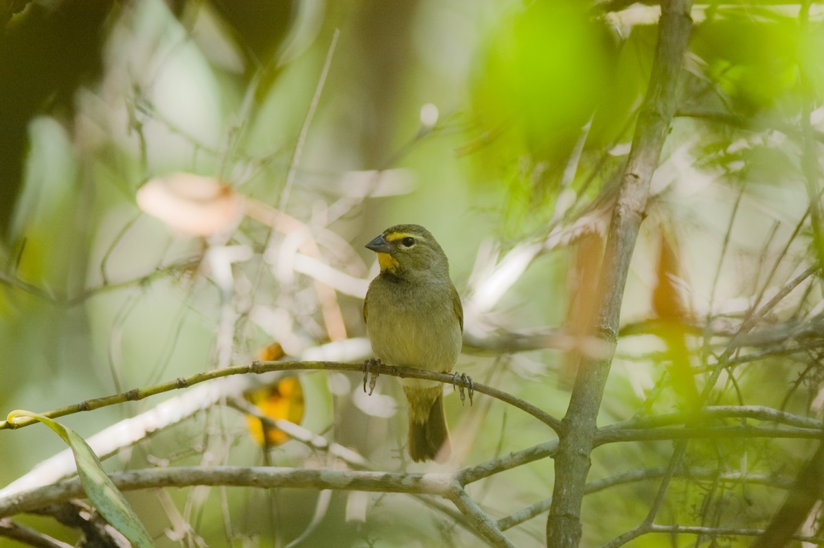 Yellow-faced Grassquit - ML22392481