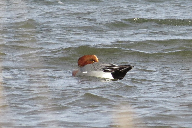 Eurasian Wigeon - Jeff Harding