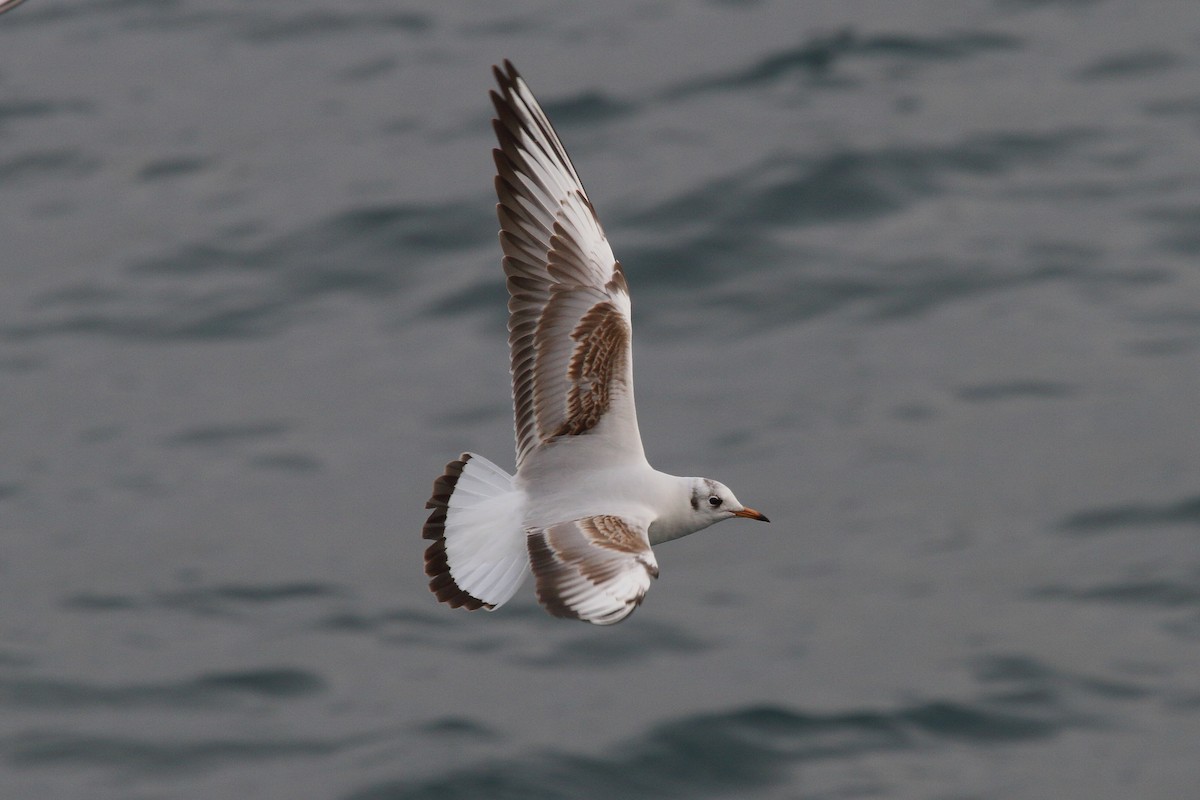 Black-headed Gull - Patrick J. Blake
