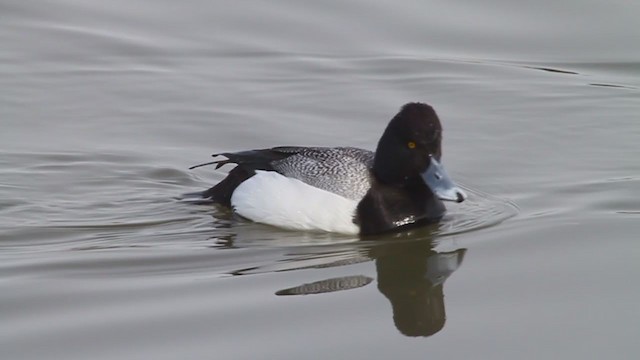 Lesser Scaup - ML223929871