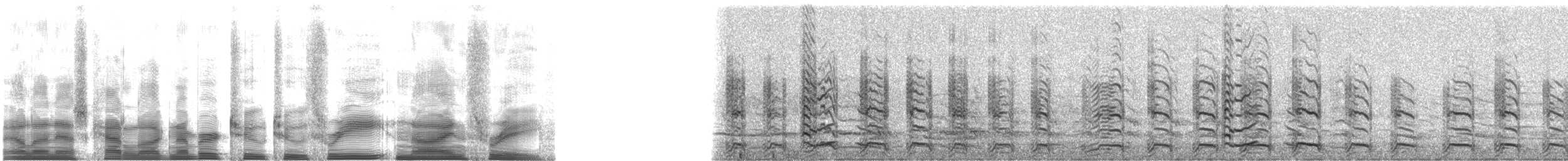 American Herring Gull - ML22393