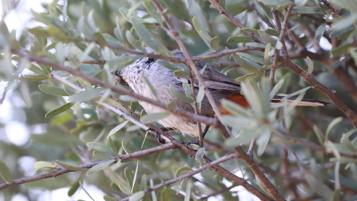 Curruca Sureña - ML223930811