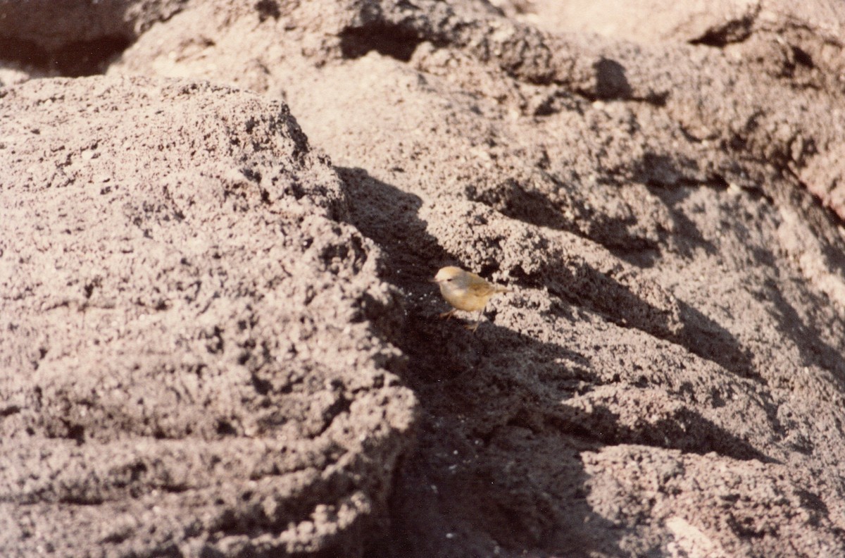 Yellow Warbler (Galapagos) - ML223931151
