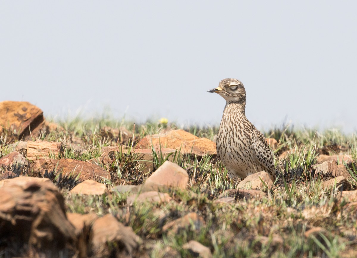 Spotted Thick-knee - ML223931671
