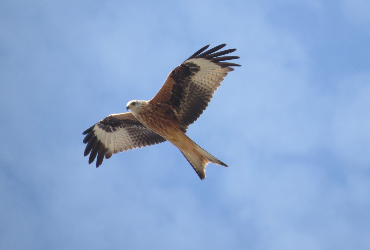 Red Kite - Miguel Rodríguez Esteban