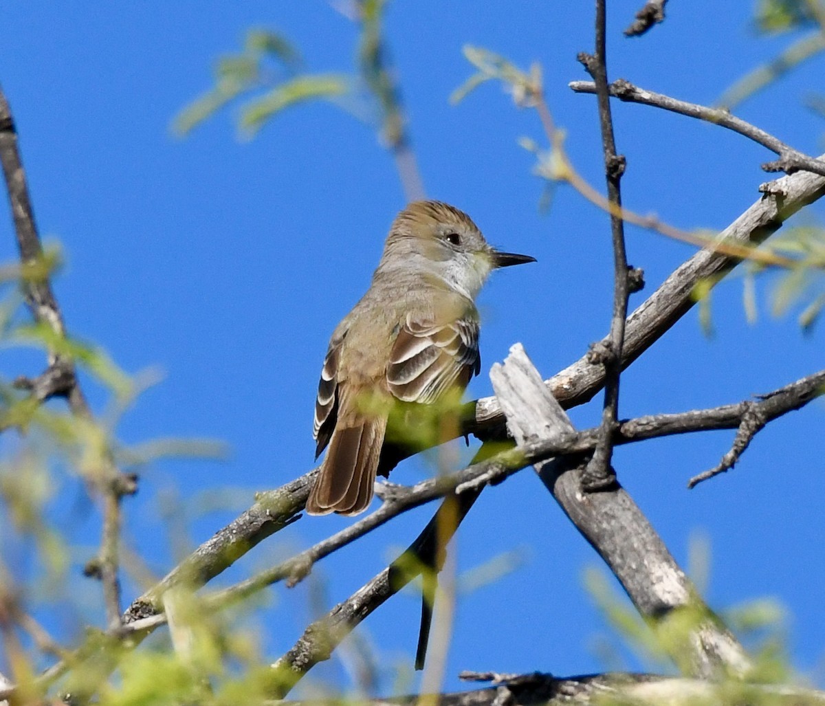 Ash-throated Flycatcher - ML223932241