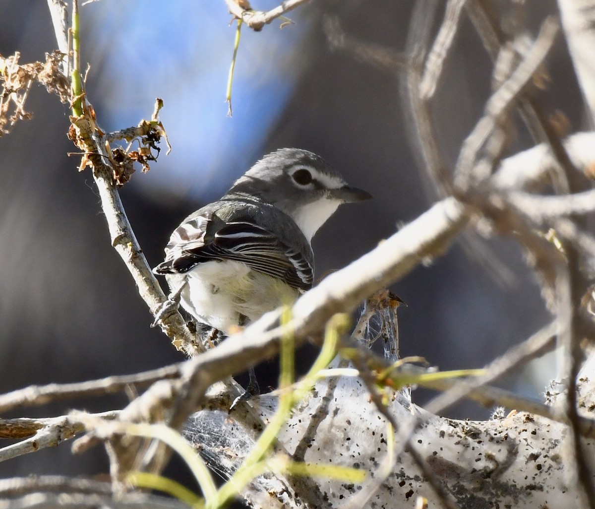 Vireo Plomizo - ML223932291