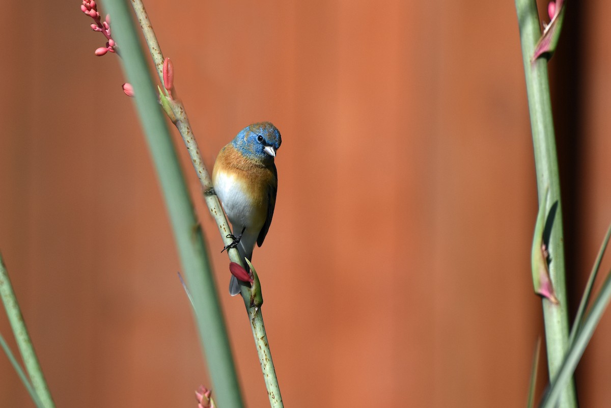 Lazuli Bunting - ML223932431