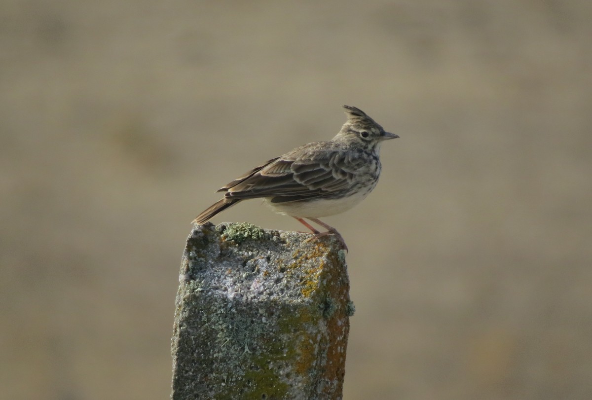 Thekla's Lark - Miguel Rodríguez Esteban