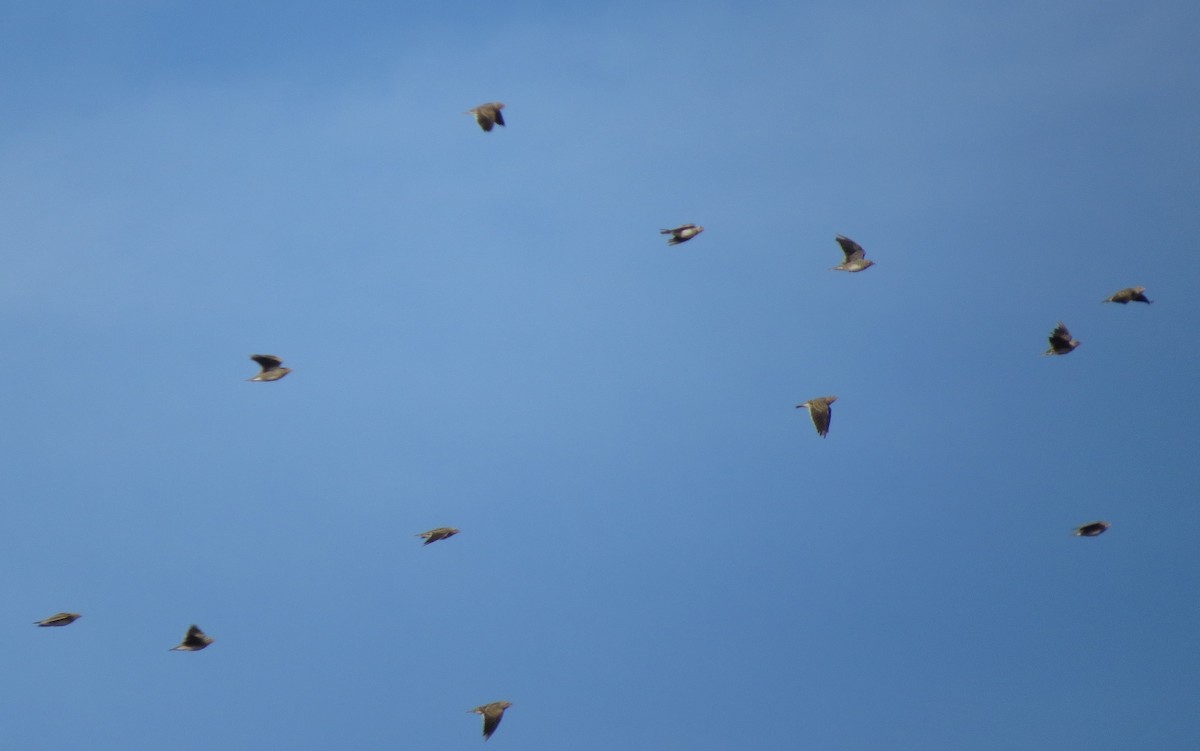 Greater Short-toed Lark - ML223933281