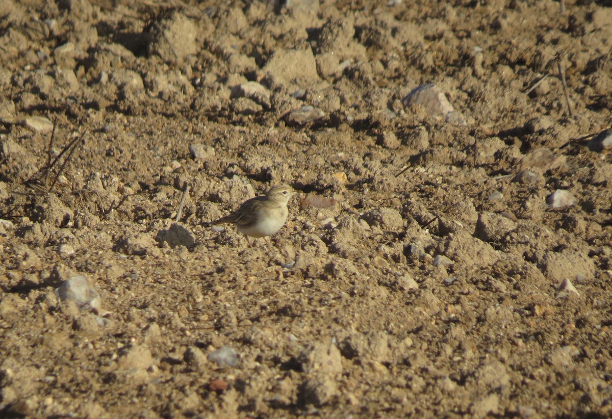 Greater Short-toed Lark - ML223933311