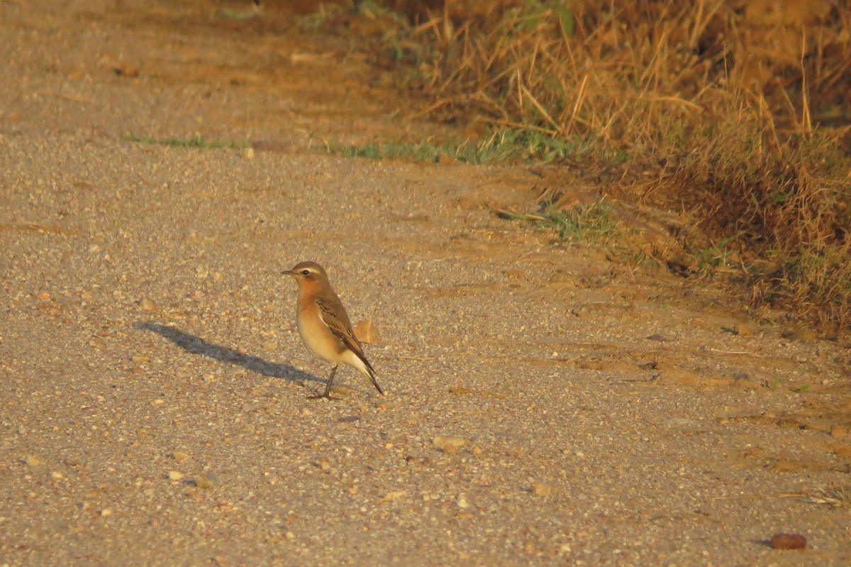 Northern Wheatear - ML223933481