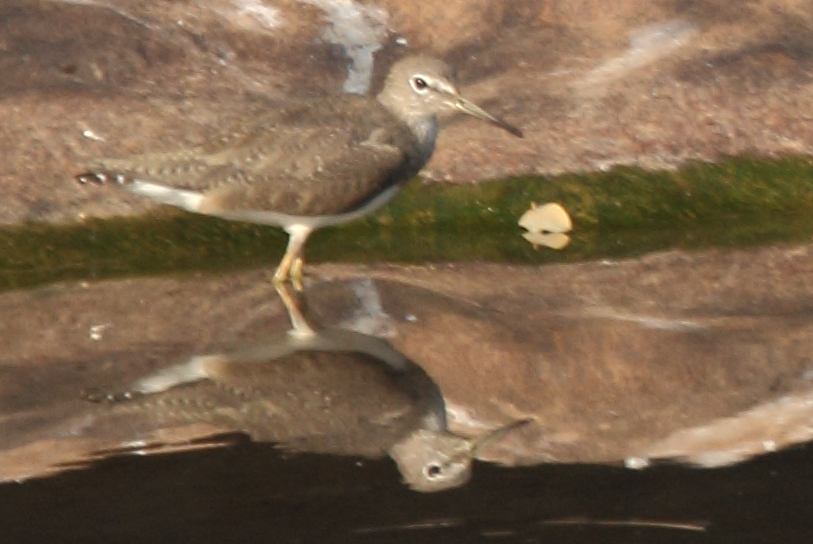 Green Sandpiper - ML22393641