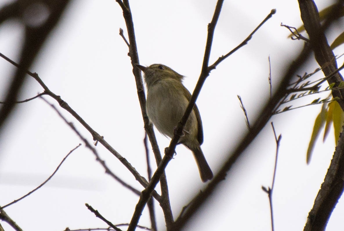 Hangnest Tody-Tyrant - Marcos Moura