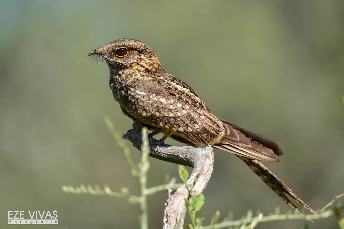 Scissor-tailed Nightjar - ML223937001