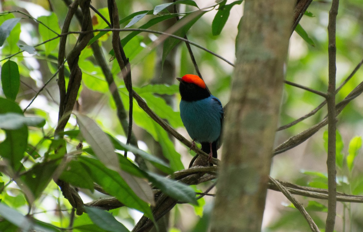 Swallow-tailed Manakin - ML223937101