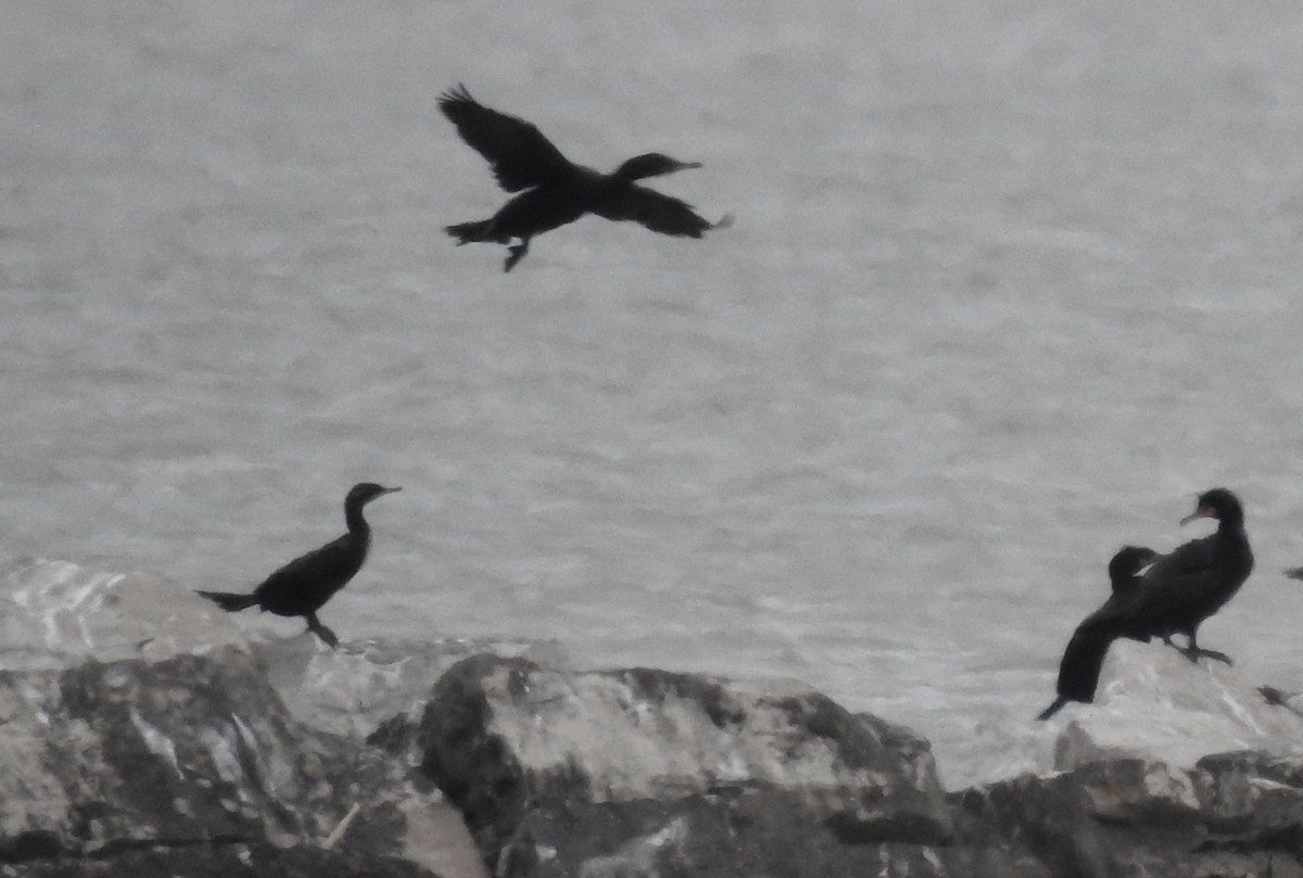 Neotropic Cormorant - ML223937351