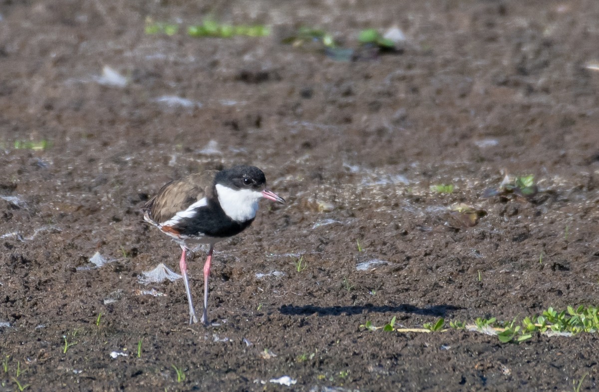 Red-kneed Dotterel - ML223937361
