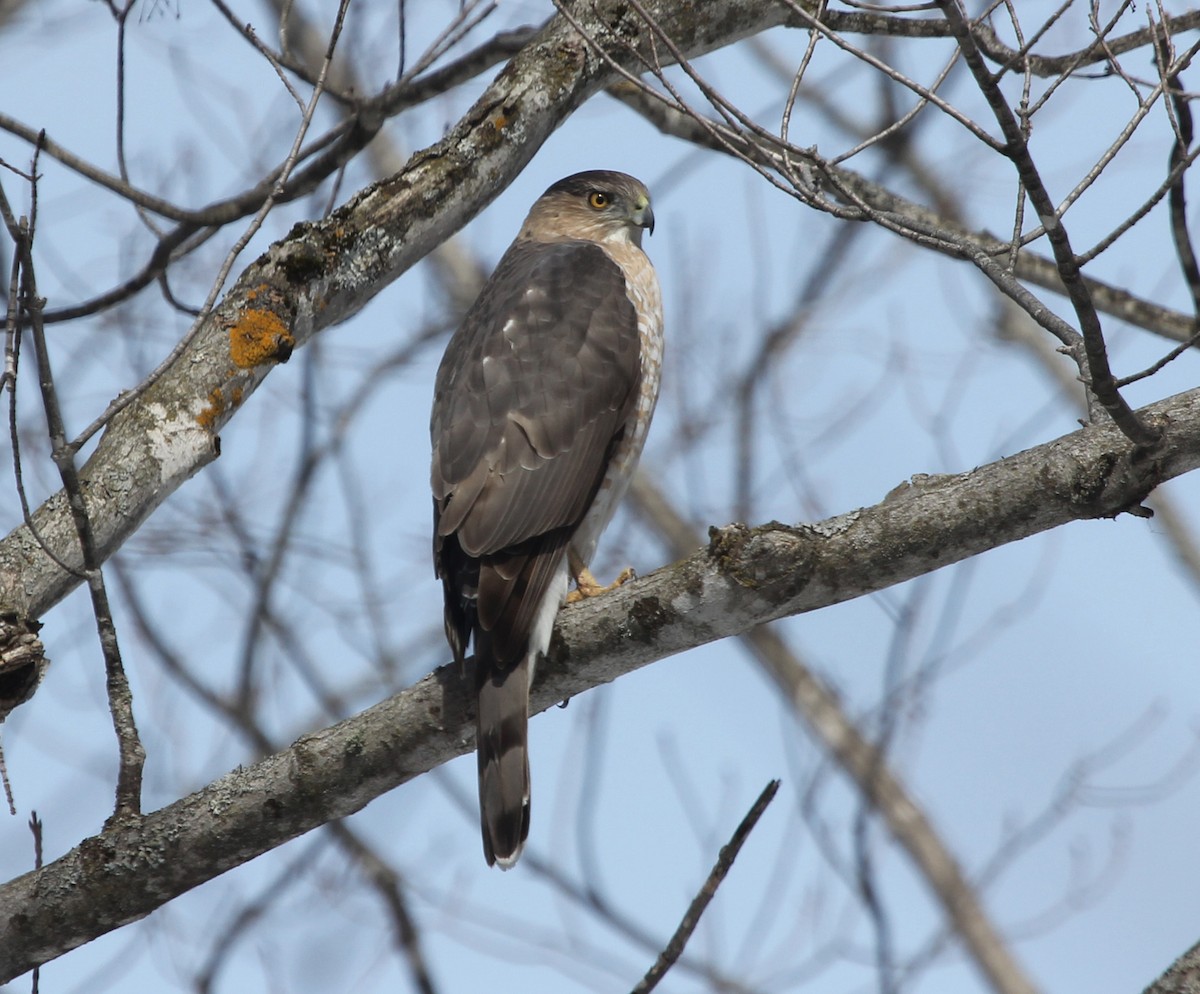 Cooper's Hawk - ML223938051