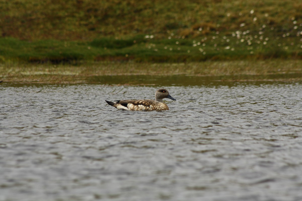 Crested Duck - Jorge Novoa - CORBIDI