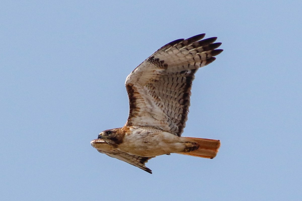 Red-tailed Hawk - Byron Stone