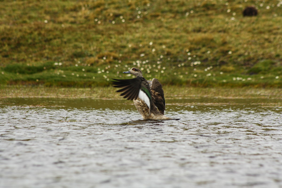 Crested Duck - Jorge Novoa - CORBIDI