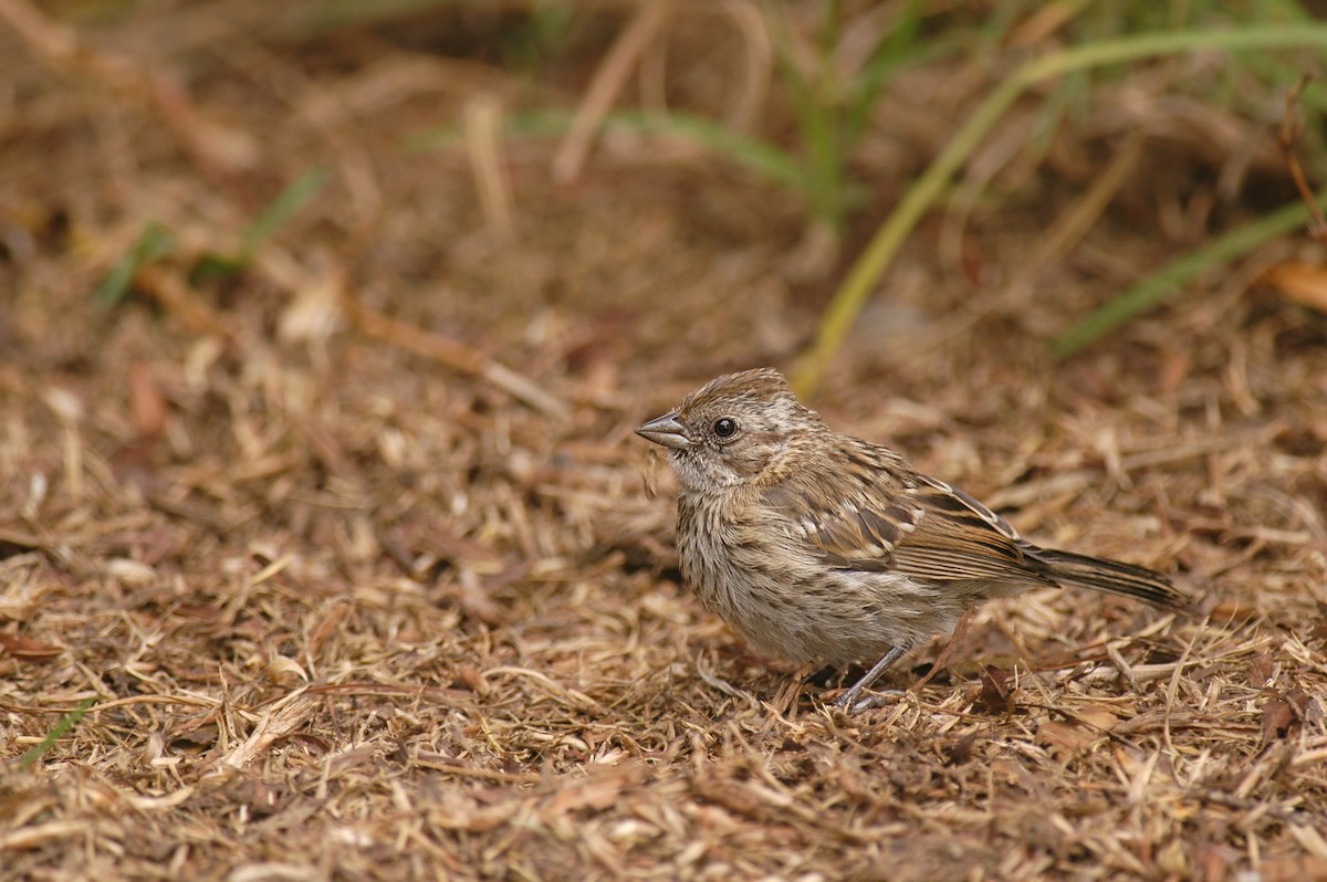 Rufous-collared Sparrow - ML22394211