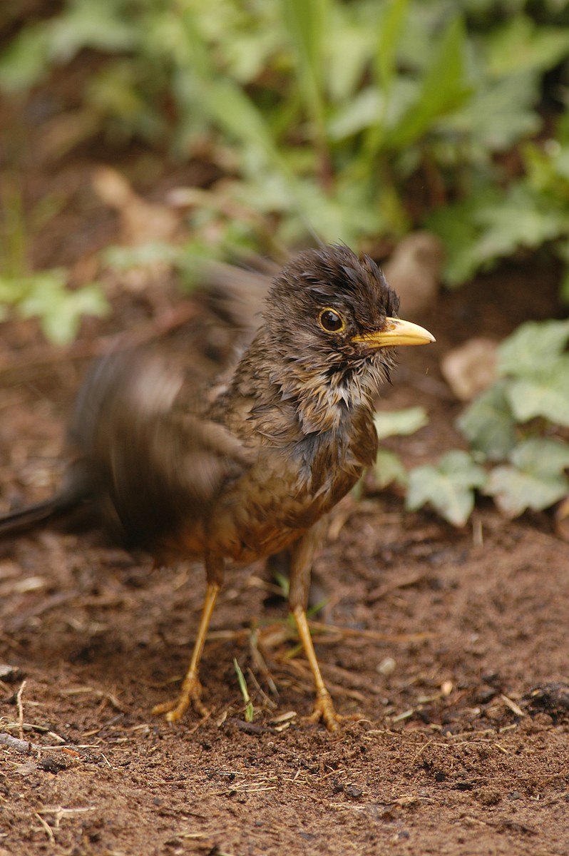 Austral Thrush - ML22394221