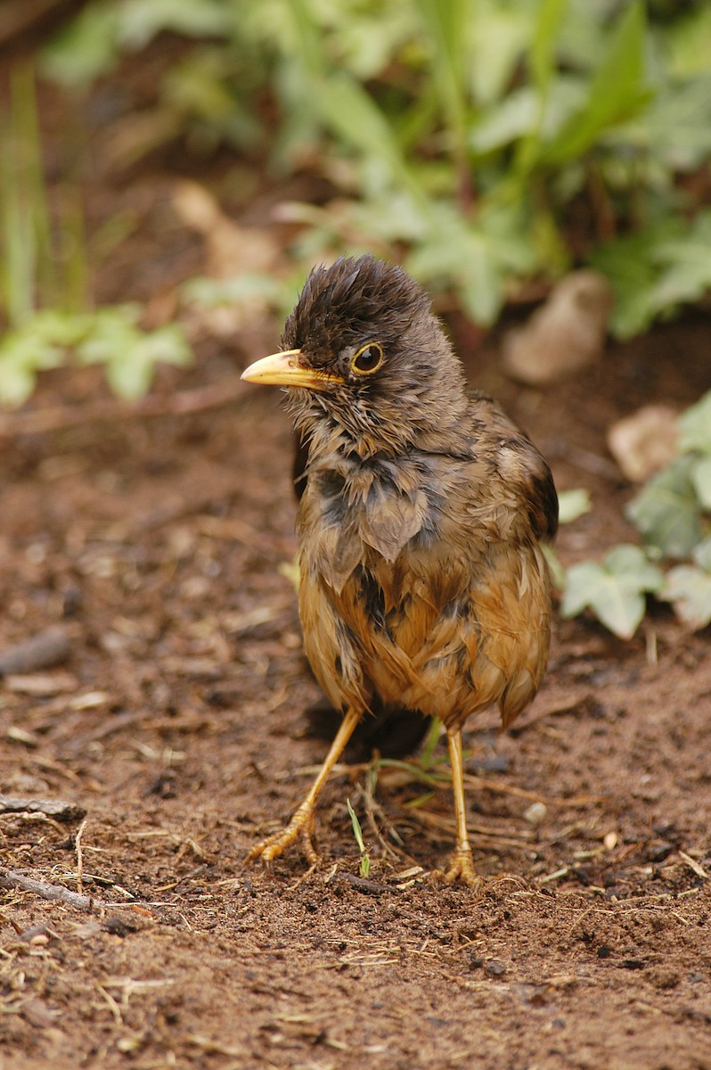 Austral Thrush - ML22394251