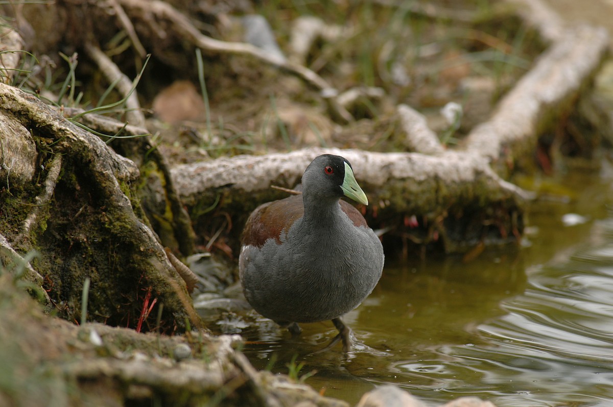 Spot-flanked Gallinule - Etienne Artigau🦩