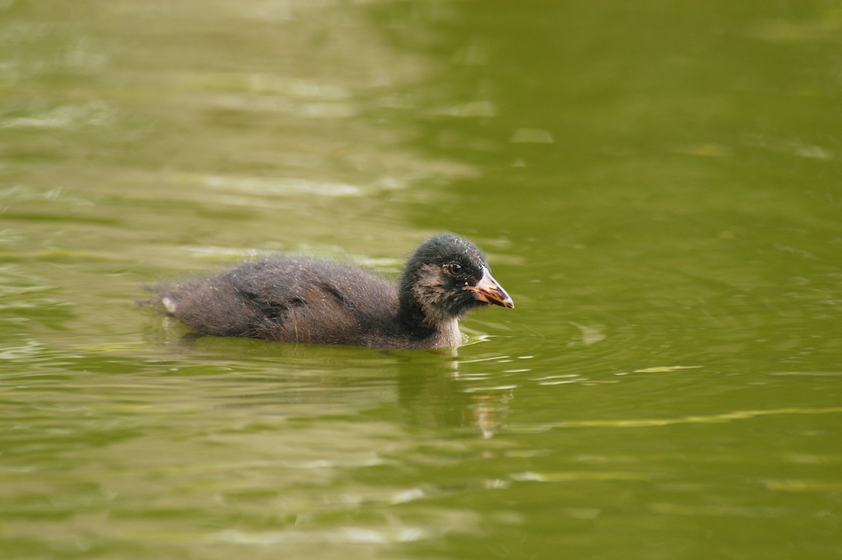 Spot-flanked Gallinule - Etienne Artigau🦩