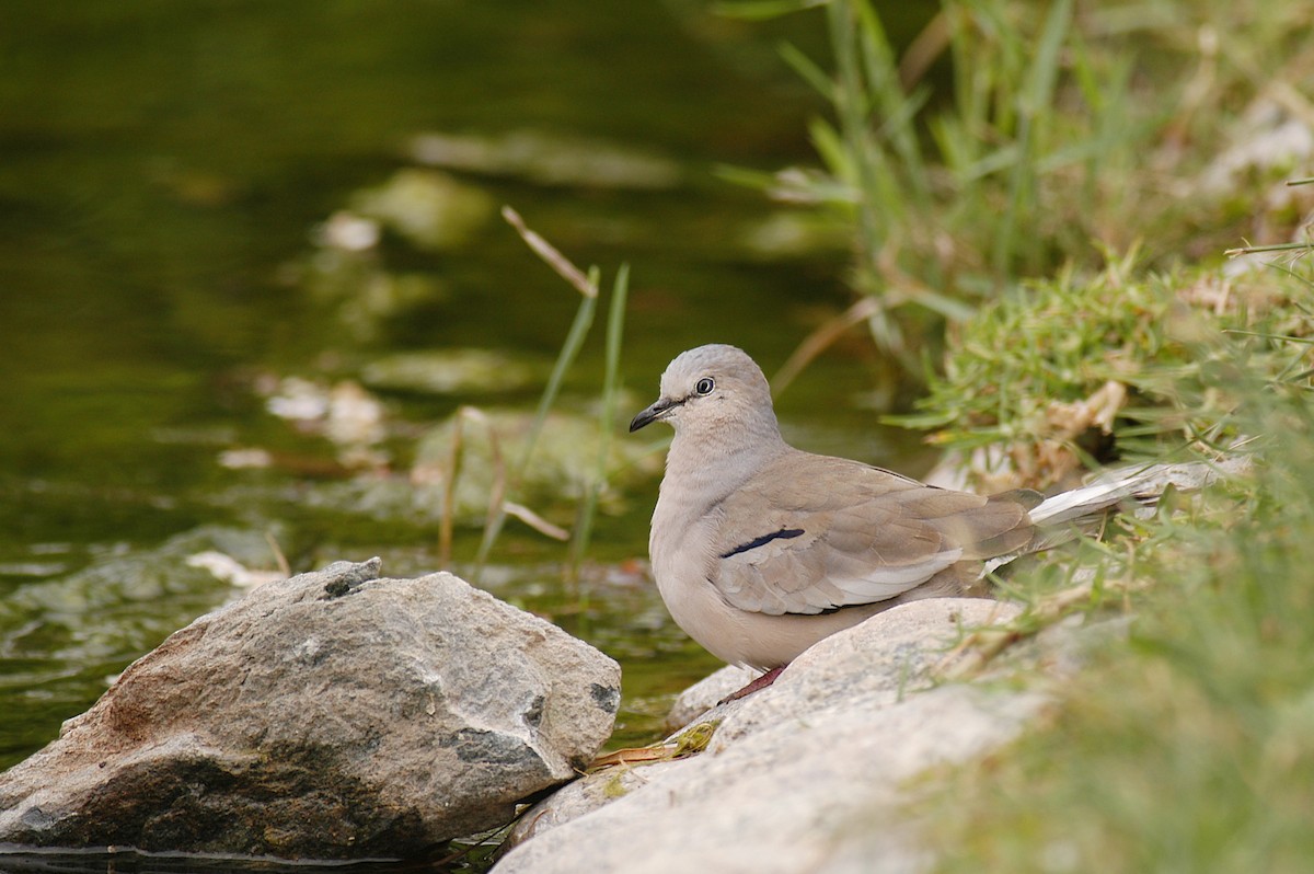 Picui Ground Dove - ML22394291