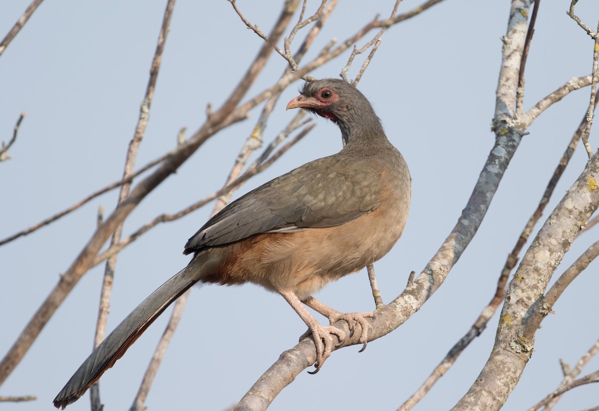 Chachalaca Charata - ML223943801