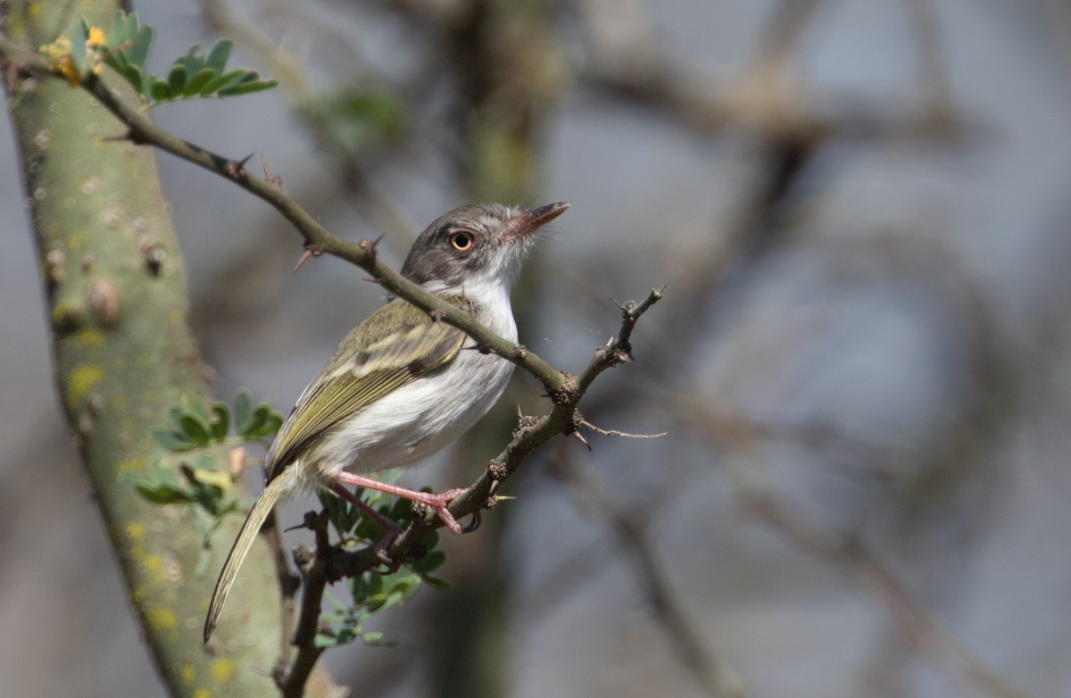 Pearly-vented Tody-Tyrant - John Sterling