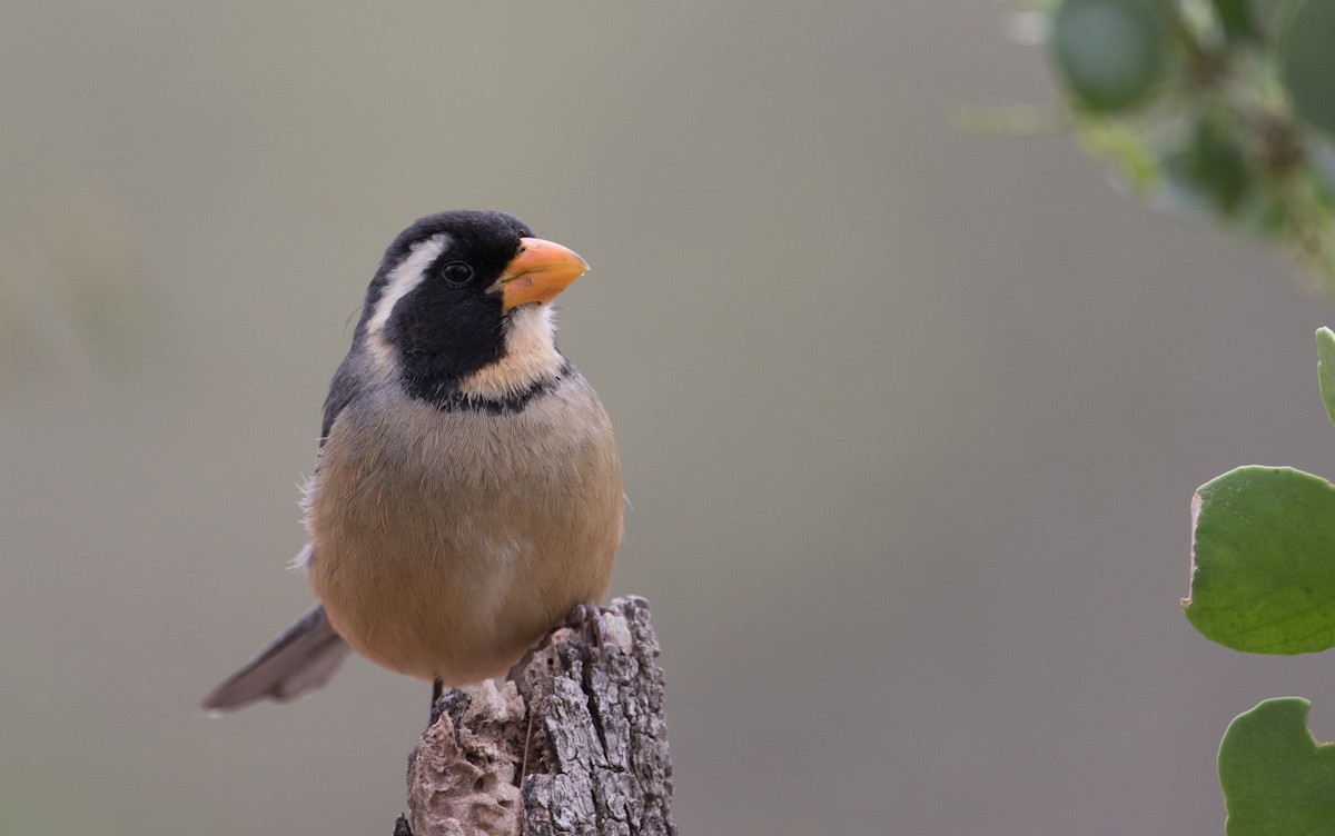 Saltator à bec orange - ML223945001