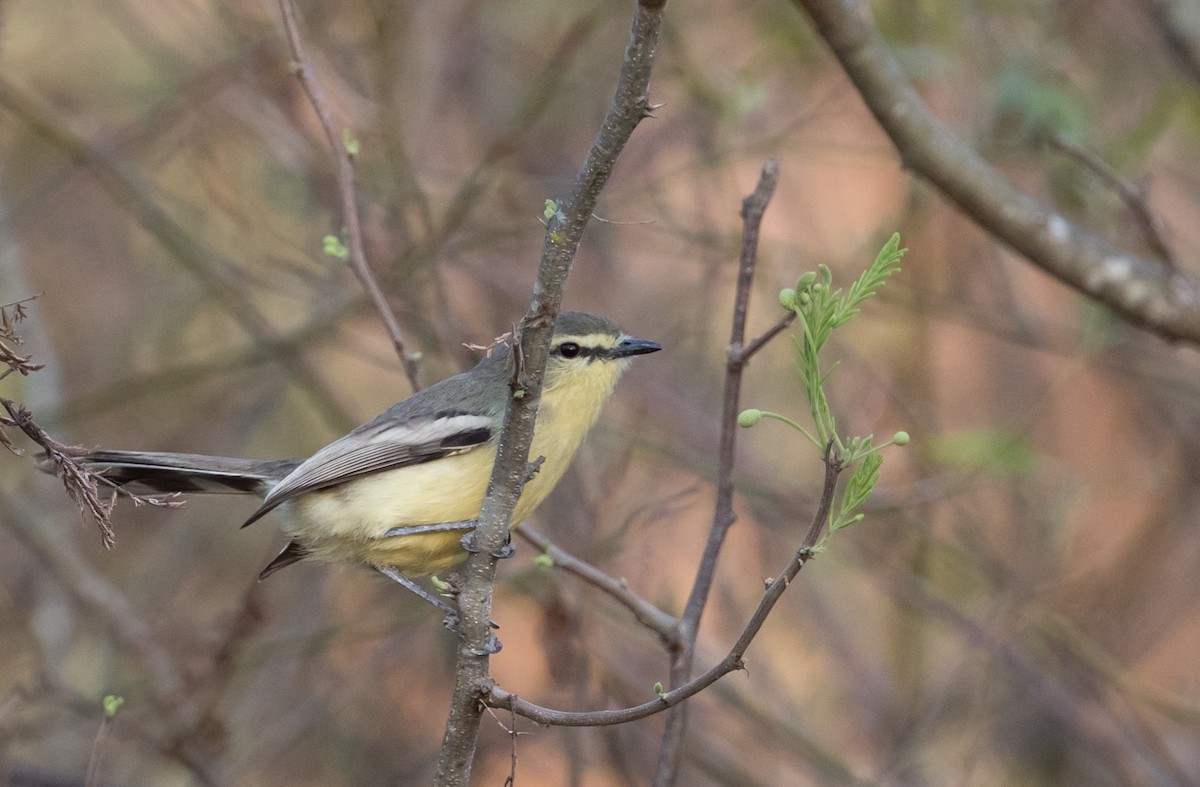 Greater Wagtail-Tyrant - ML223946121