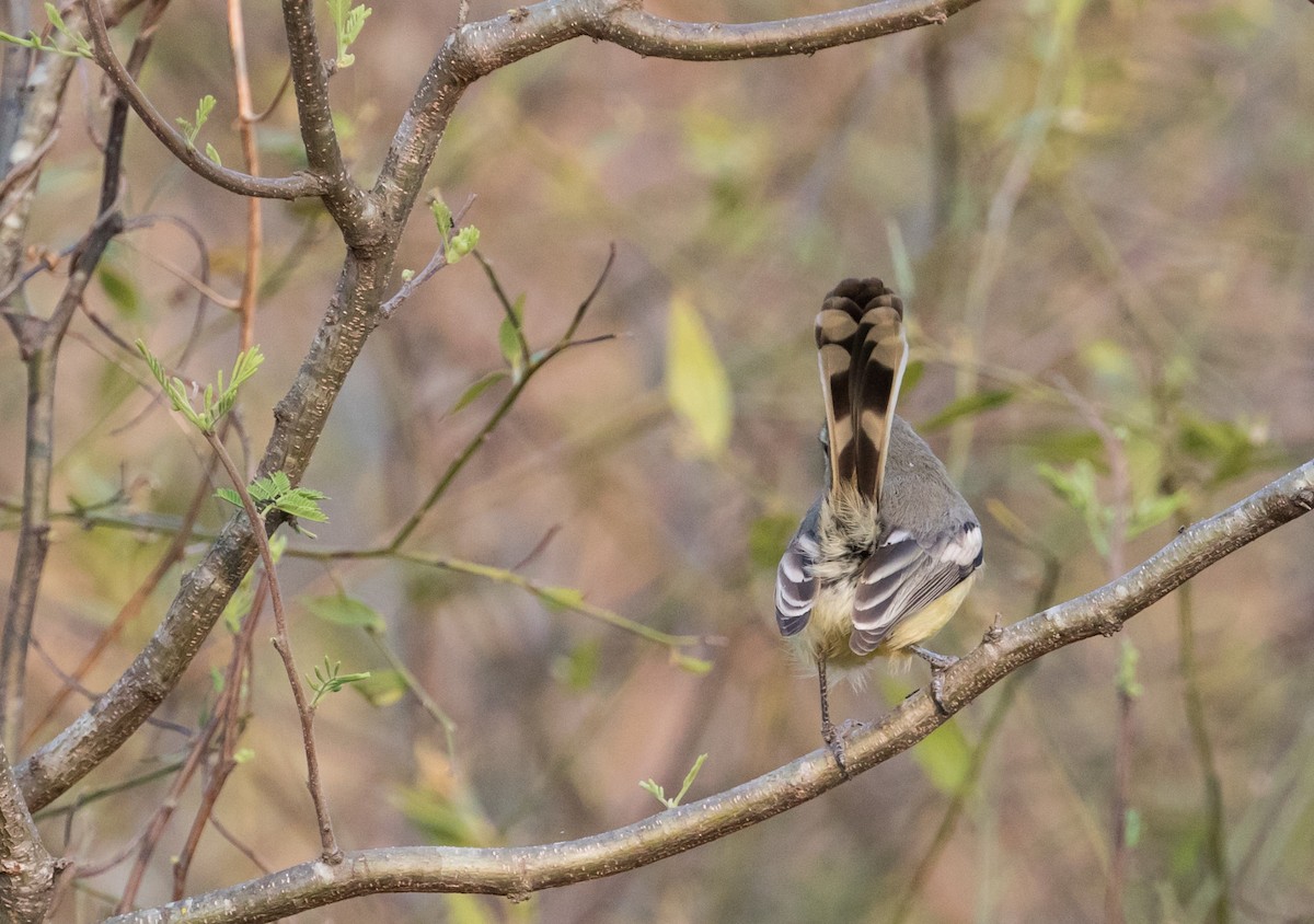 Greater Wagtail-Tyrant - ML223946131