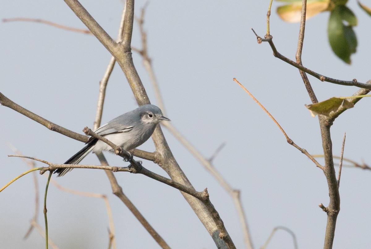 Masked Gnatcatcher - ML223946451
