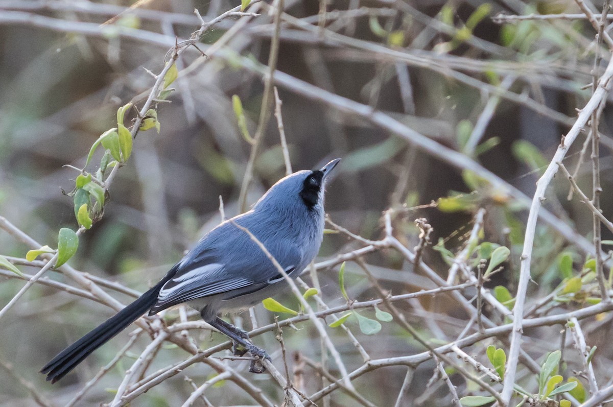 Masked Gnatcatcher - ML223946481