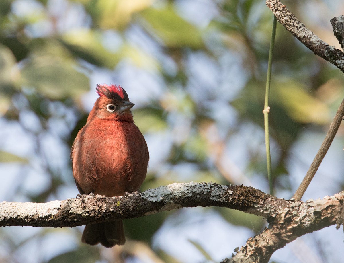 Red-crested Finch - ML223946721