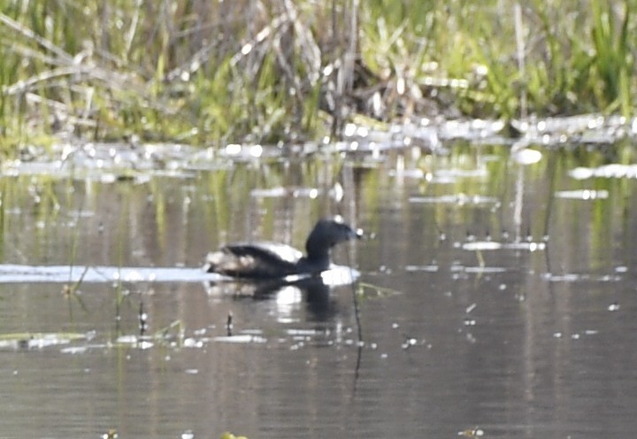 Pied-billed Grebe - Randy Bodkins