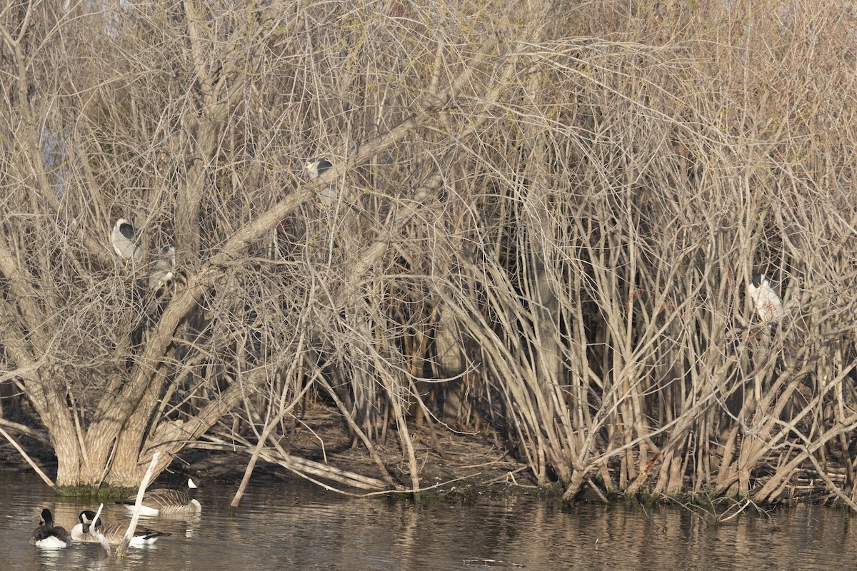 Black-crowned Night Heron - ML223947941