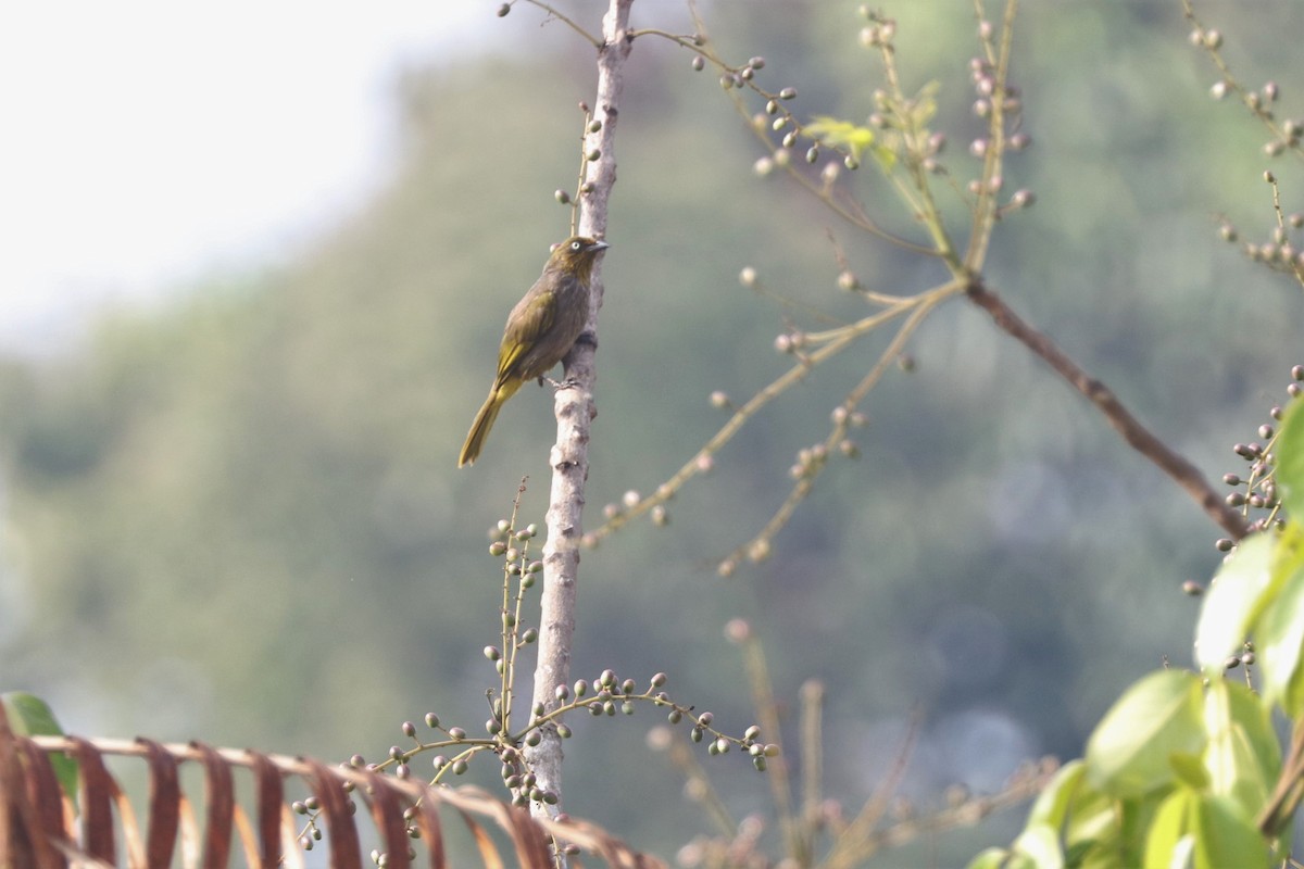 Pale-eyed Bulbul - ML223949521
