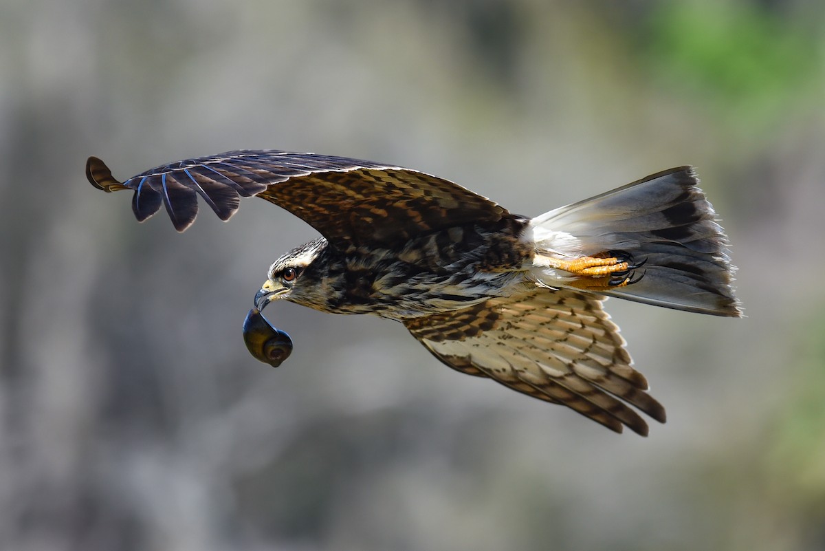 Snail Kite - ML223949881